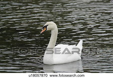 A swan in the water View Large Photo Image Stock Image - A swan in the water. Fotosearch