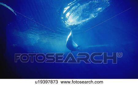A swimming dolphin View Large Photo Image Stock Image - A swimming dolphin. Fotosearch