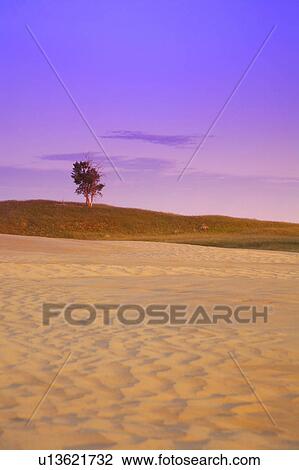 A tree in a desert View Large Photo Image Stock Image - A tree in a desert. Fotosearch