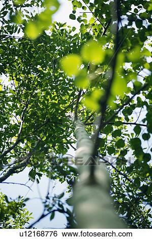 Stock Photograph - A tree. Fotosearch
