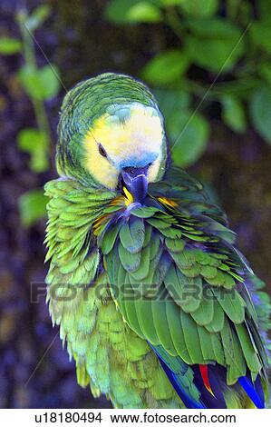 Picture - A tropical bird. Fotosearch