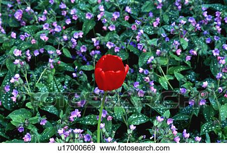 Stock Photo - A tulip bloom and ground cover plant. Fotosearch