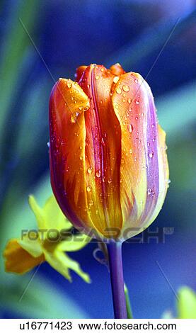 Stock Image - A tulip. Fotosearch