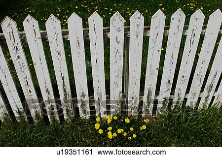 A white picket fence View Large Photo Image Stock Image - A white picket fence. Fotosearch