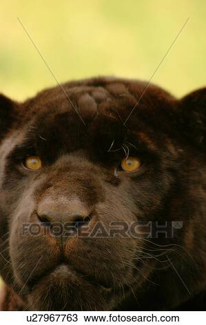 Stock Image - A wild cat. Fotosearch