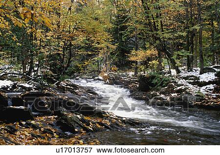 Stock Photo - A woodland river. Fotosearch