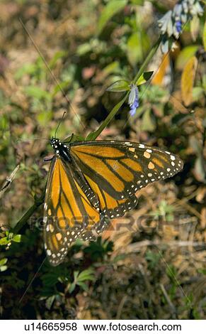 A yellow and black butterfly View Large Photo Image Stock Photo - A yellow and black butterfly. Fotosearch
