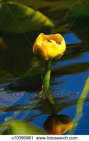 A yellow flower View Large Photo Image Stock Image - A yellow flower. Fotosearch