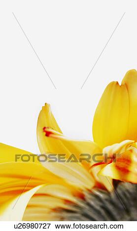 A yellow flower View Large Photo Image Stock Photo - A yellow flower. Fotosearch