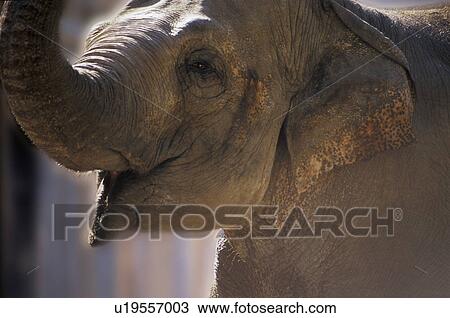 African elephant View Large Photo Image Stock Image - African elephant. Fotosearch