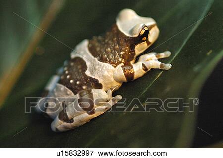 Stock Photo - Amazon Milk Frog Perched On Leaf. Fotosearch