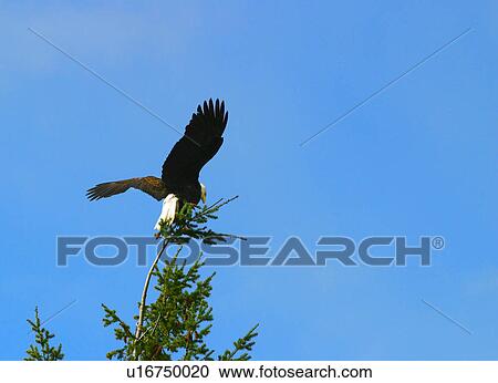 An eagle View Large Photo Image Stock Image - An eagle. Fotosearch