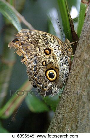An owl moth resting on a branch View Large Photo Image Stock Photography - An owl moth resting on a branch. Fotosearch