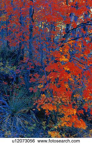 Autumn foliage View Large Photo Image Stock Photograph - Autumn foliage. Fotosearch