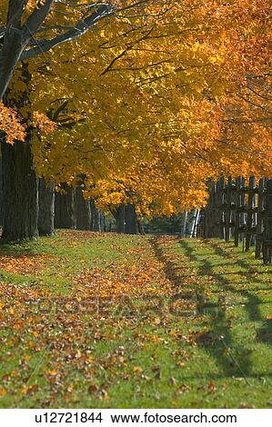 Autumn trees View Large Photo Image Picture - Autumn trees. Fotosearch