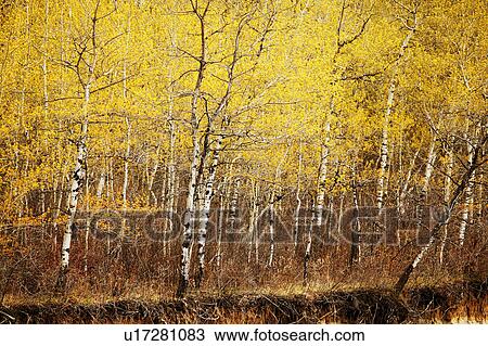 Autumn trees View Large Photo Image Stock Image - Autumn trees. Fotosearch