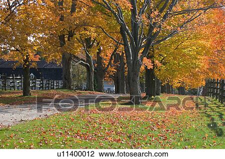 Autumn trees surrounding driveway View Large Photo Image Stock Image - Autumn trees surrounding driveway. Fotosearch