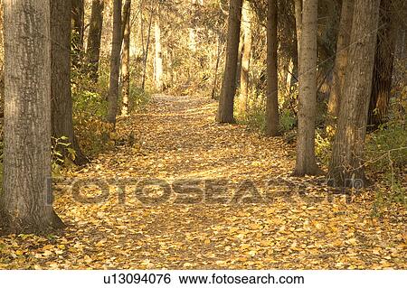 Autumn woodland path View Large Photo Image Stock Photograph - Autumn woodland path. Fotosearch