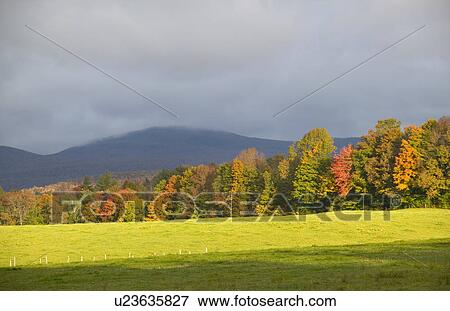 Stock Photo - Autumnal trees and gray skies. Fotosearch