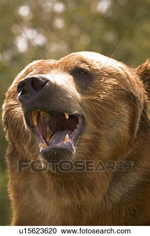 Bear with open mouth View Large Photo Image Stock Image - Bear with open mouth. Fotosearch