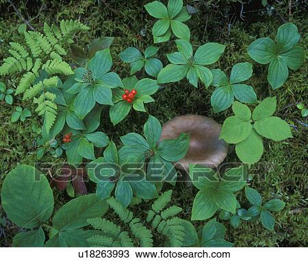 Berries in a bush View Large Photo Image Stock Image - Berries in a bush. Fotosearch