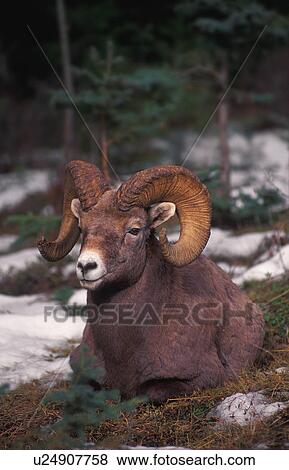Bighorn sheep resting on ground View Large Photo Image Stock Photo - Bighorn sheep resting on ground. Fotosearch