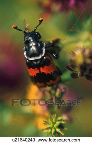 Stock Image - Black and red Carion Beetle on plant. Fotosearch