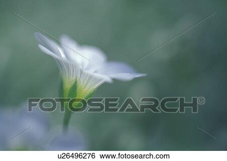 Stock Photograph - Blurred closeup of white flower. Fotosearch