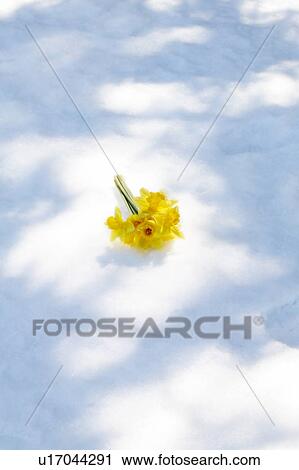 Bouquet of daffodils View Large Photo Image Stock Image - Bouquet of daffodils. Fotosearch