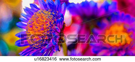 Bright neon flowers View Large Photo Image Stock Photograph - Bright neon flowers. Fotosearch