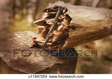 Broken branch View Large Photo Image Picture - Broken branch. Fotosearch
