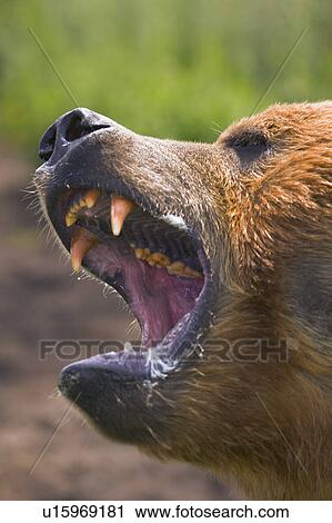 Stock Image - Brown bear. Fotosearch