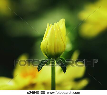 Stock Photo - Budding flower. Fotosearch