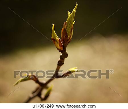 Stock Photo - Budding tree leaf. Fotosearch