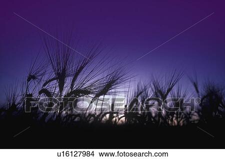Bug's eye view of field grass with sun and blue sky in background View Large Photo Image Picture - Bug's eye view of field grass with sun and blue sky in background. Fotosearch