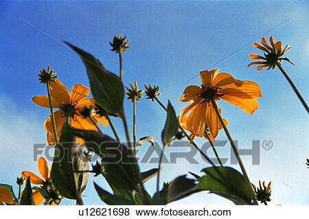 Bug's eye view of orange flowers View Large Photo Image Stock Photo - Bug's eye view of orange flowers. Fotosearch