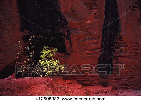 Bush in the mountains View Large Photo Image Stock Photo - Bush in the mountains. Fotosearch