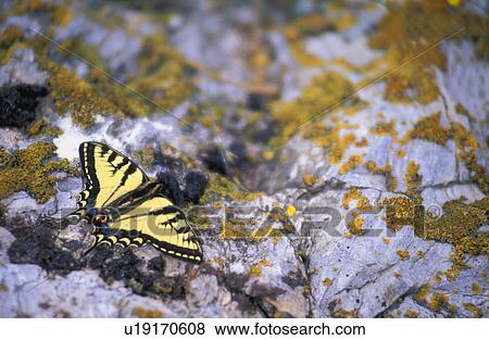 Butterfly on rock View Large Photo Image Stock Photo - Butterfly on rock. Fotosearch