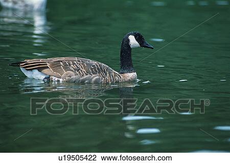 Canada goose in water View Large Photo Image Stock Image - Canada goose in water. Fotosearch