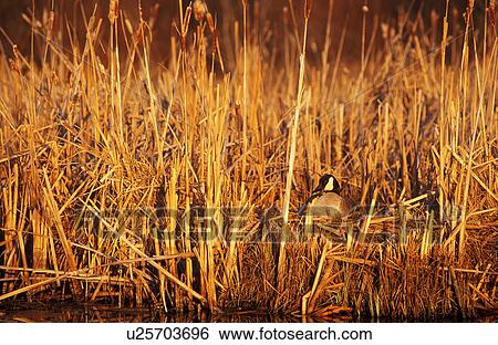 Stock Photograph - Canadian goose hiding in rushes in the morning. Fotosearch