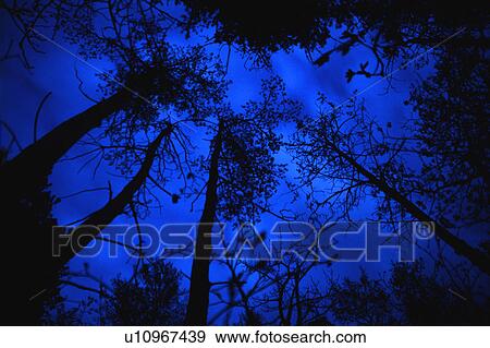 Canopy of trees at night View Large Photo Image Stock Photo - Canopy of trees at night. Fotosearch
