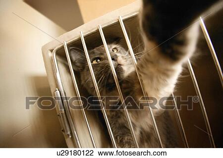 Cat reaching through bars View Large Photo Image Stock Image - Cat reaching through bars. Fotosearch