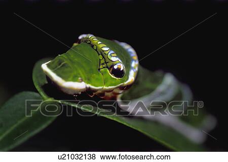 Stock Photo - Caterpillar on leaf. Fotosearch