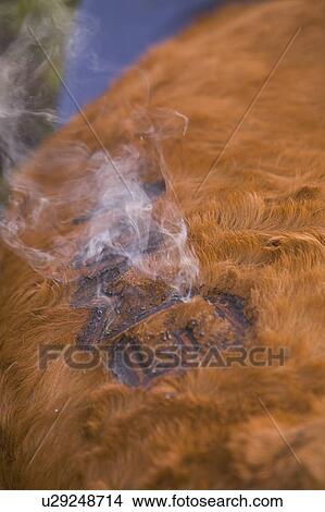 Picture - Cattle brand. Fotosearch