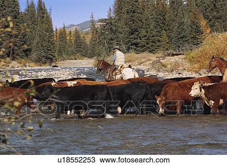 Cattle drive View Large Photo Image Stock Image - Cattle drive. Fotosearch