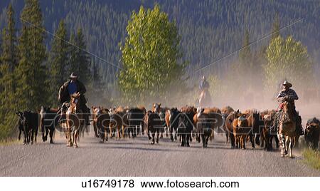 Cattle herding View Large Photo Image Stock Photo - Cattle herding. Fotosearch