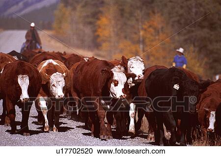 Cattle roundup View Large Photo Image Stock Image - Cattle roundup. Fotosearch