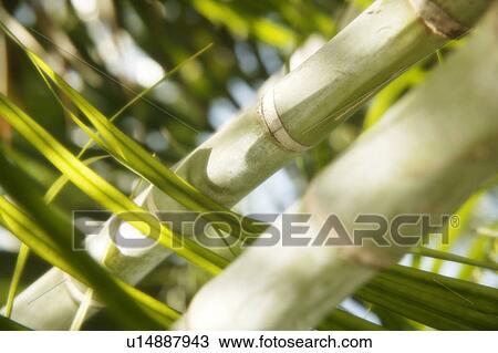 Close up of bamboo View Large Photo Image Stock Image - Close up of bamboo. Fotosearch