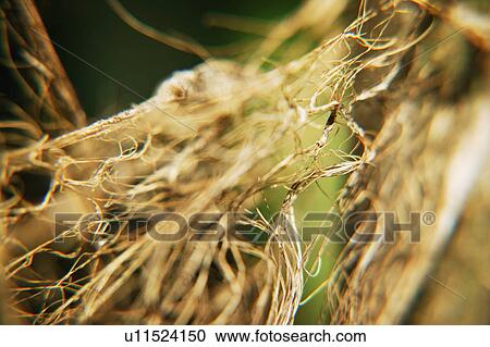 Stock Image - Close up of plant's root system. Fotosearch