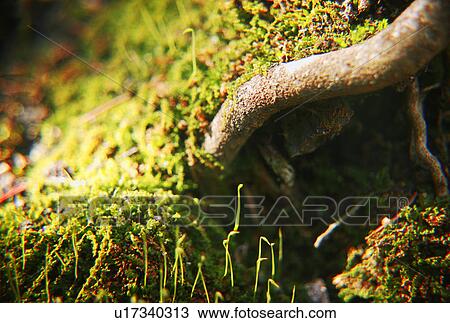Close up of tree root View Large Photo Image Stock Image - Close up of tree root. Fotosearch